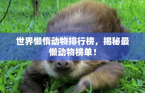 世界懒惰动物排行榜，揭秘最懒动物榜单！