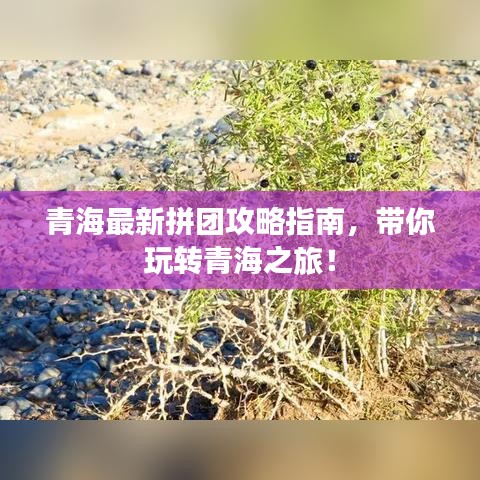 青海最新拼团攻略指南，带你玩转青海之旅！