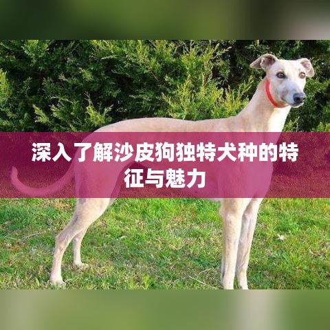 金石为开