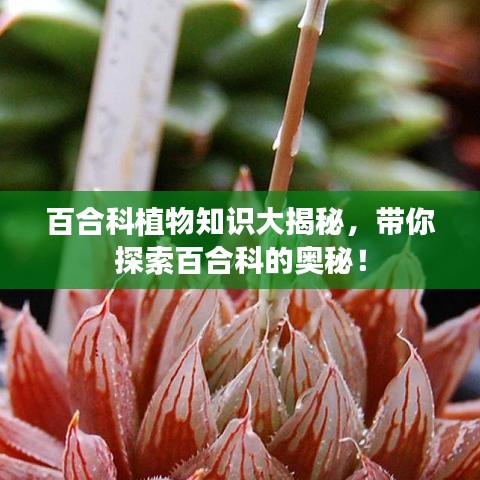 差强人意