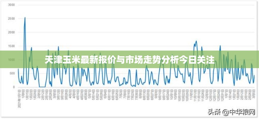 天津玉米最新报价与市场走势分析今日关注