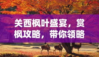 关西枫叶盛宴，赏枫攻略，带你领略秋日美景！