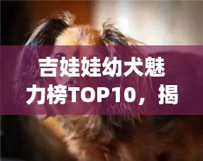 吉娃娃幼犬魅力榜TOP10，揭秘迷你天使的魅力与特点
